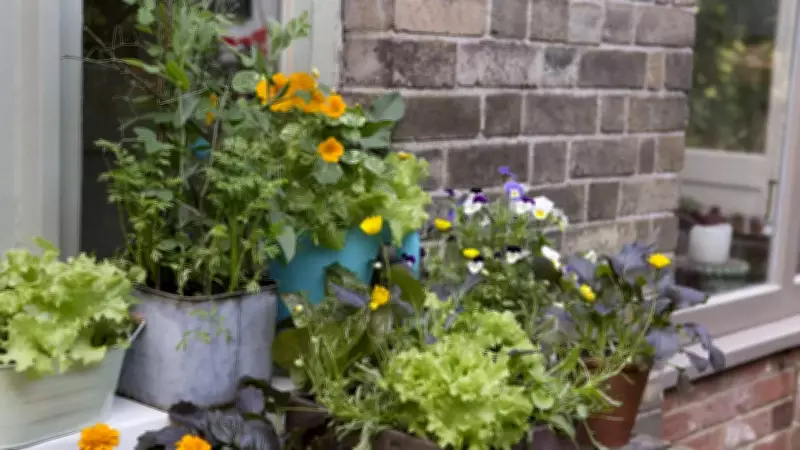 Container Gardening UK: 7 Best Vegetables to Grow in Pots at Home