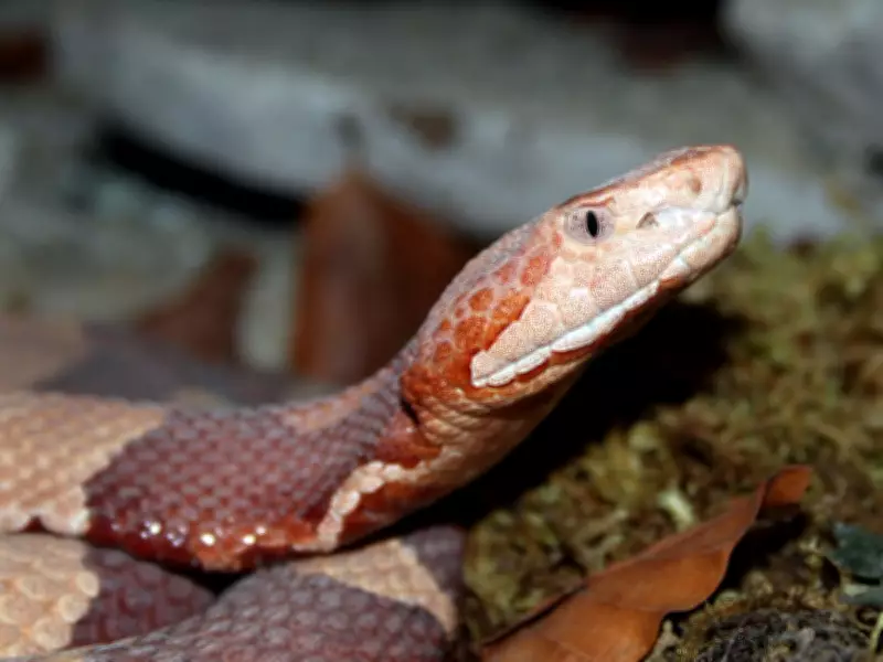 Copperhead Snakes: Masters of Camouflage and Misunderstood Neighbors