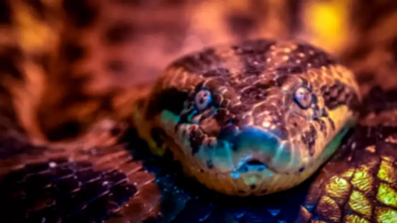 Could a Human Survive an Anaconda Squeeze? Experts Weigh In
