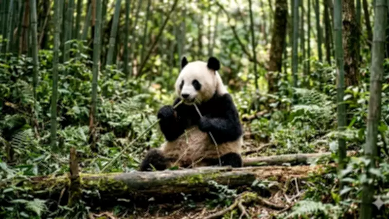 Countries with the Highest Panda Populations in the World