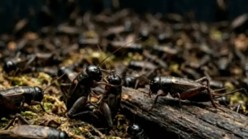 Cricket Pain Discovery Challenges Insect Farming Ethics