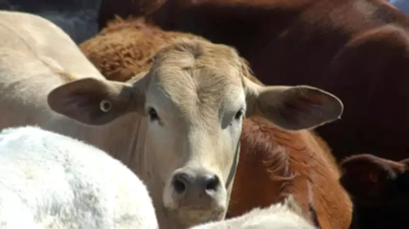 Cross-Bred Cows Drive Milk Production Surge in Karnataka