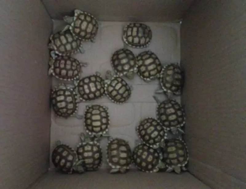 Customs Seize 47 Live Exotic Animals at Bengaluru Airport from Bangkok Passenger