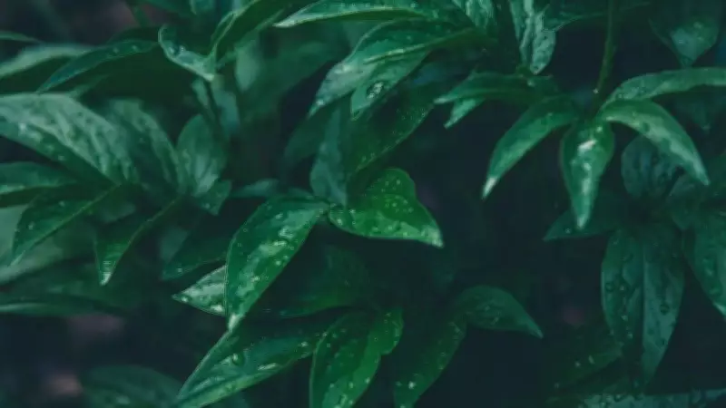 Cyborg Botany: How MIT Turns Plants into Interactive Living Technology