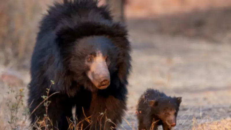 Daroji Sloth Bear Sanctuary: A Unique Wildlife Experience Near Hampi