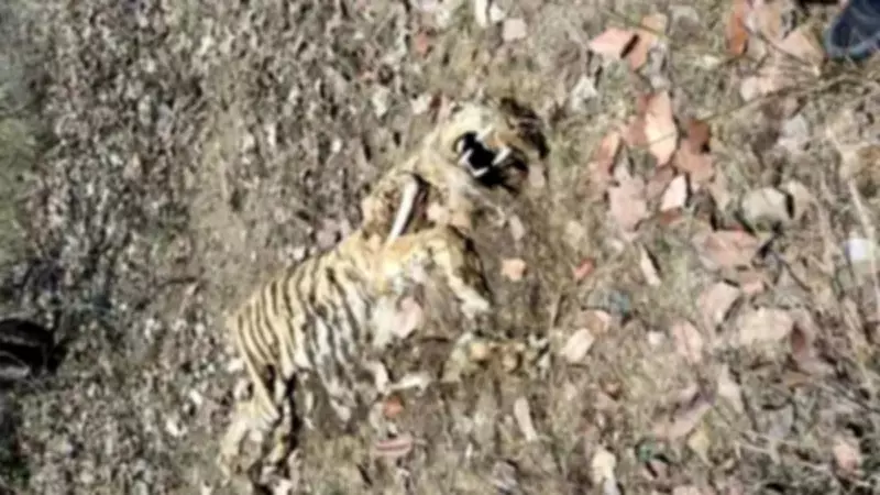 Decomposed Tigress Carcass Found in Chandrapur Forest, Death 30 Days Old