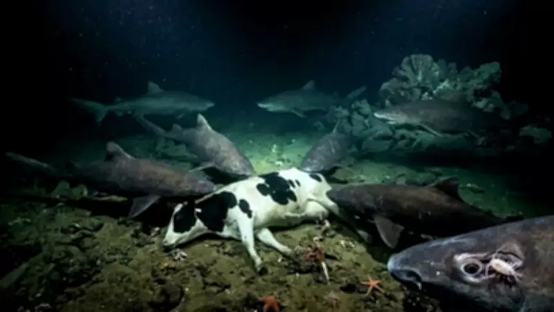 Deep-Sea Mission Reveals Pacific Sleeper Sharks' Hidden World