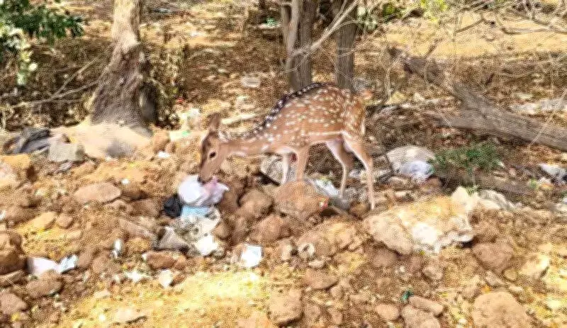 Deer in Chennai Forest Risk Health from Garbage Foraging