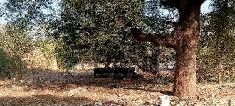 Defence Land in Pune Cantonments Misused for Dumping and Grazing