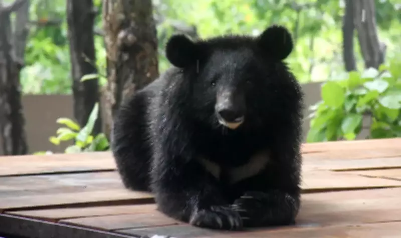 Dehradun Zoo Opens New Enclosure for Rescued Himalayan Black Bear
