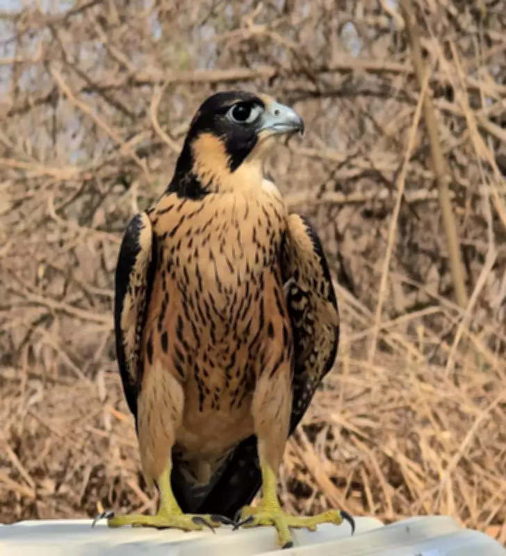 Dehydrated Shaheen Falcon Rescued in Mumbai Amid Heatwave