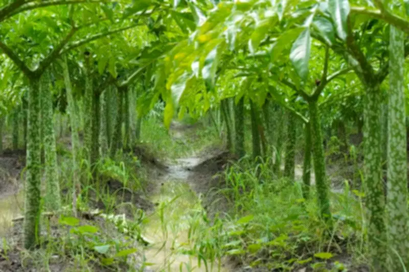 Delhi: 673 Hectares of Central Ridge Declared Reserved Forest