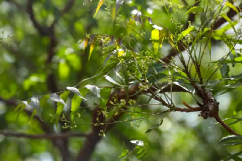 Delhi Forests Hold Underground Carbon Treasure Worth Crores