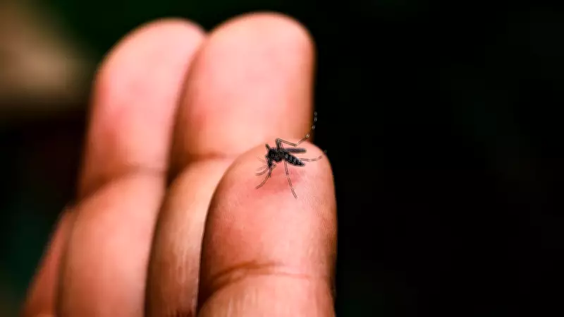 Delhi Sees Highest Dengue Cases in April in Five Years: MCD