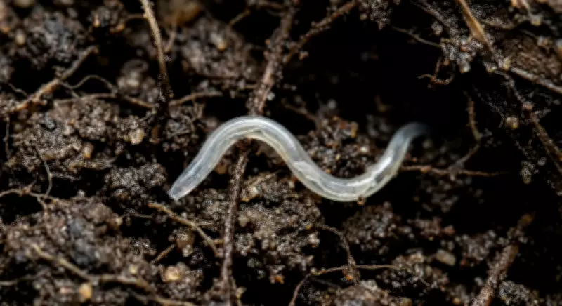 Devil Worm: A Deep-Earth Creature That Defies Scientific Expectations