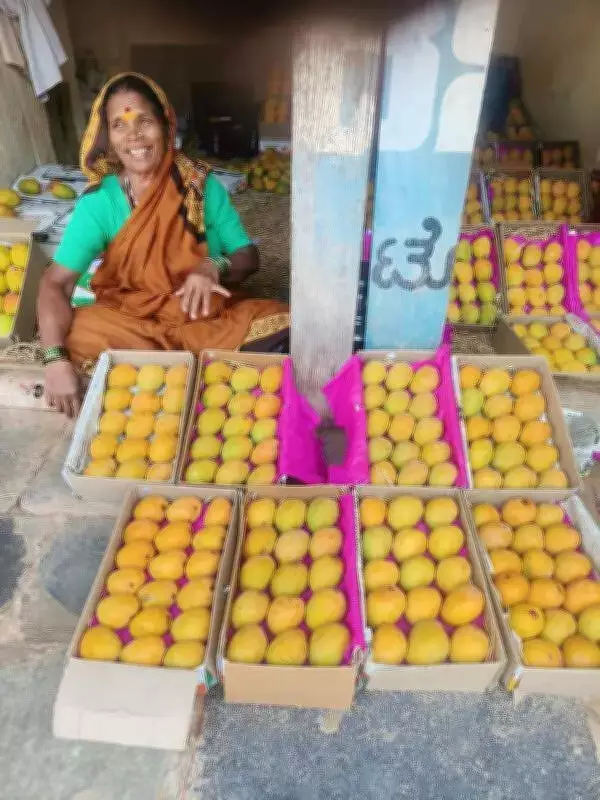 Dharwad Mango Mela Cancelled Due to 70% Drop in Yield