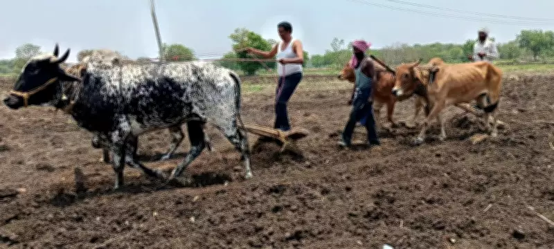 Diesel Shortage Forces Marathwada Farmers Back to Oxen Ploughing
