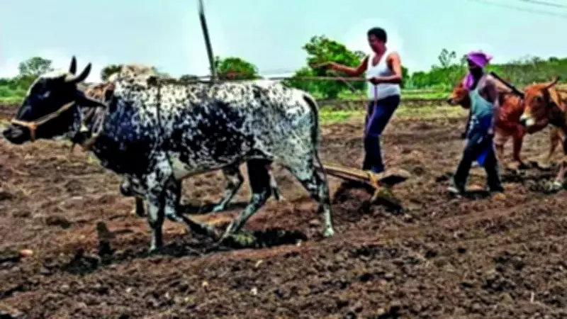 Diesel shortage in Marathwada forces farmers to use oxen for ploughing