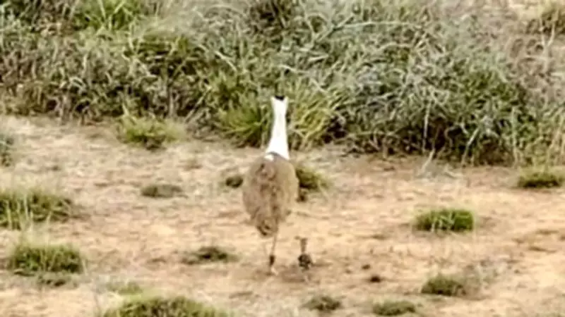 Disappearance of Great Indian Bustard Chick in Gujarat Sparks Outrage Among Experts