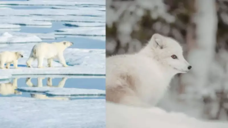 Discover 7 Incredible Snow Animals That Thrive in Freezing Cold