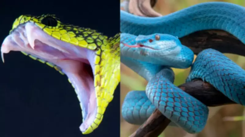 Discover the World's Most Stunning and Beautiful Snakes