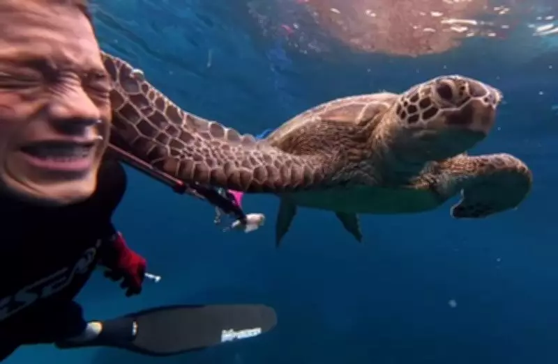 Diver Shares Underwater Wild Encounter: 'I Got Slapped by a Turtle'