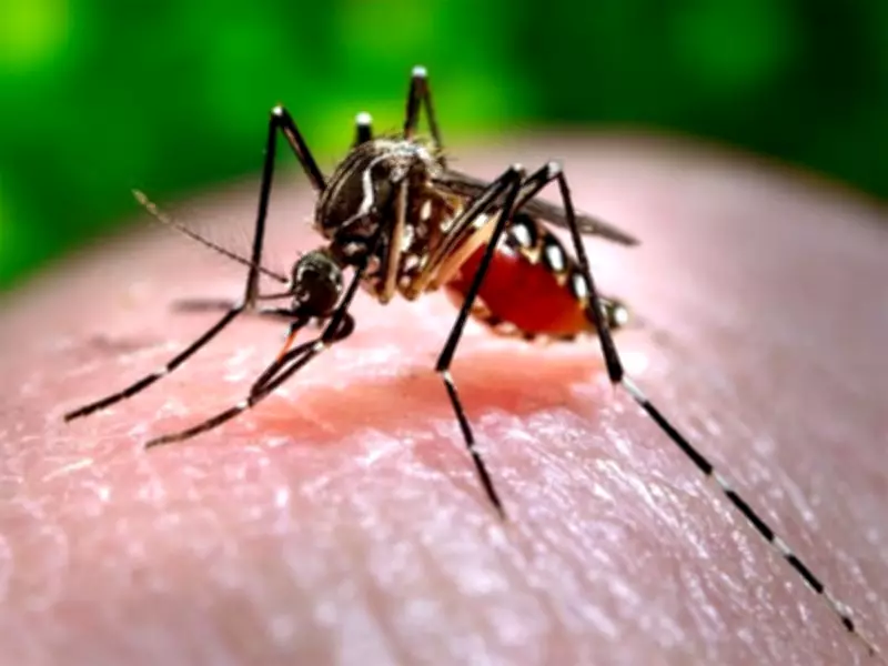 Door-to-Door Campaign Launched in Amritsar to Fight Dengue