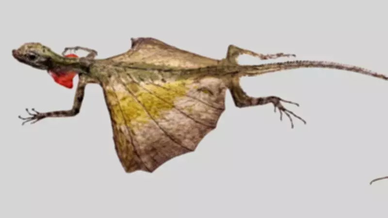 Draco Lizards: Masters of Gliding Flight in Tropical Forests