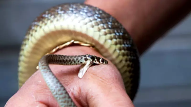 Dry Snake Bites: Why They're Still Dangerous and Require Immediate Medical Help