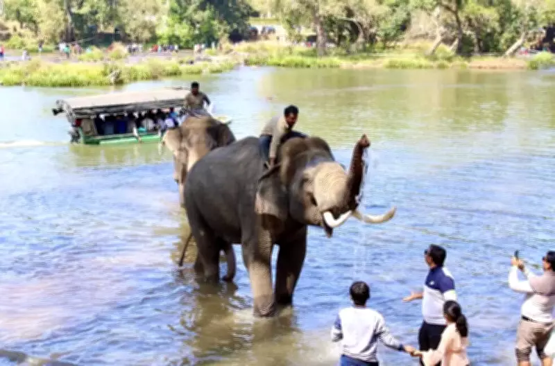 Dubare Elephant Tragedy: A Wake-Up Call for Wildlife Tourism