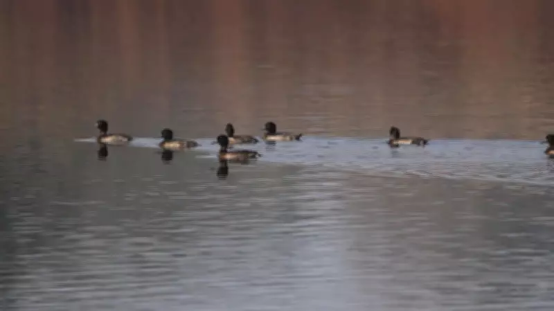 Ducks Hacked to Death After Owner Refuses Free Meat in Tirunelveli