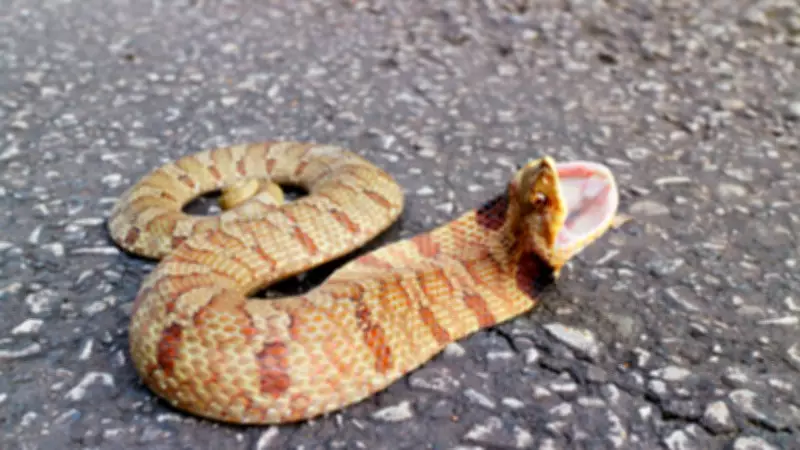 Eastern Hognose Snake: Nature's Best Actor Plays Dead, Vomits, and Defecates