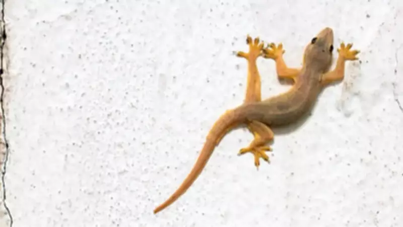 Easy Lemongrass Oil Tricks to Naturally Repel Lizards from Home