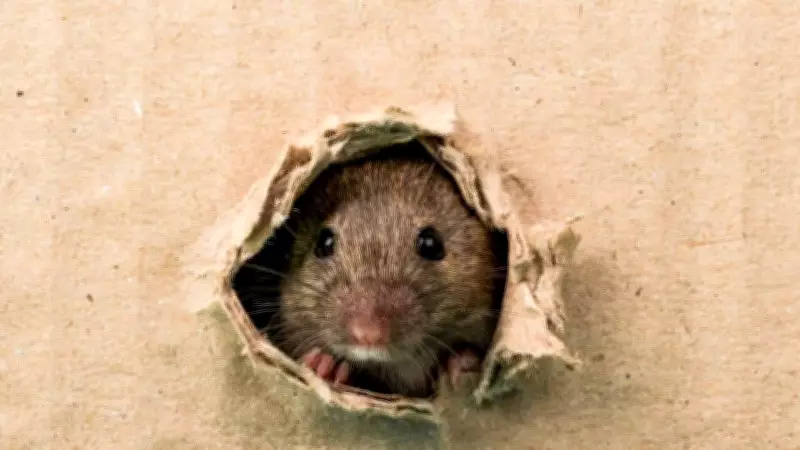 Effective Natural Tips for a Rodent-Free Backyard