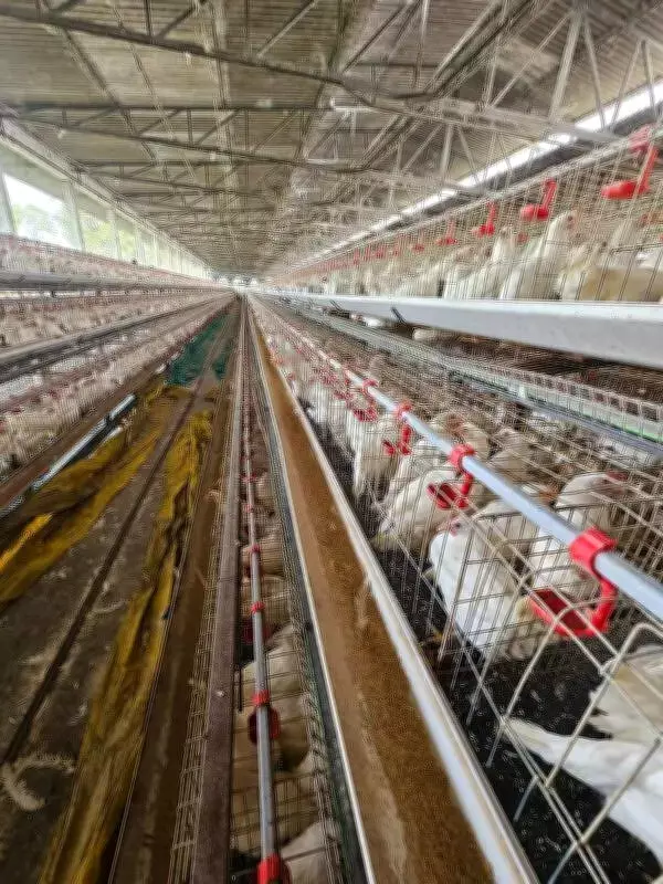 Egg Supply Hub Navapur's Poultry Economy Crumbles Under Repeated Bird Flu Outbreaks