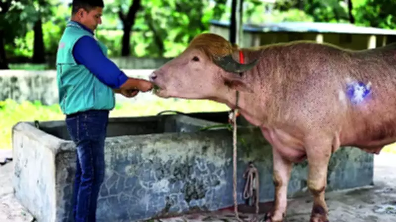 Eid Buffalo Named After Donald Trump Spared, Sent to Dhaka Zoo