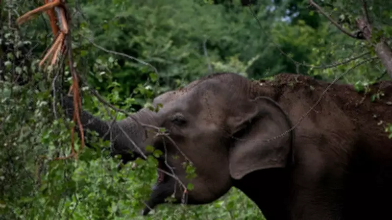 Elderly Man Killed in Wild Elephant Attack in Kerala's Athirappally