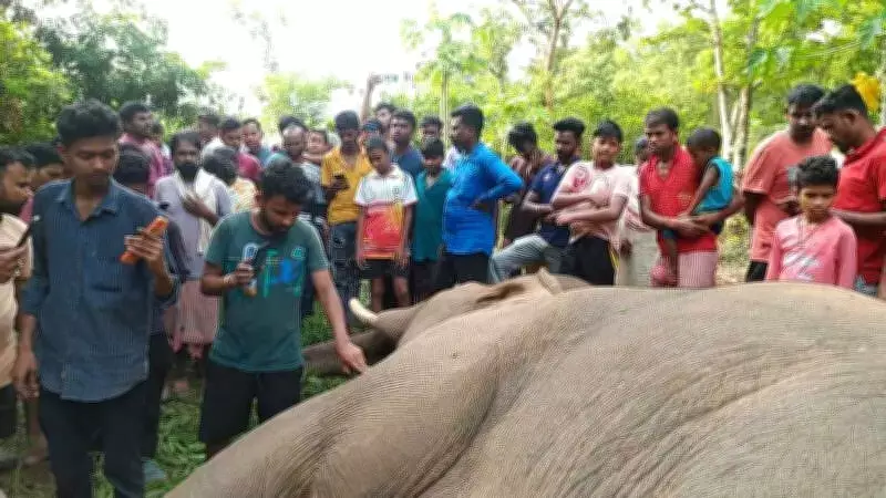 Elephant Electrocuted in Jhargram Mango Orchard, Three Arrested