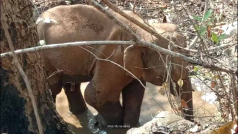 Elephant Injured by IED in Jharkhand Forest, Sixth Such Incident