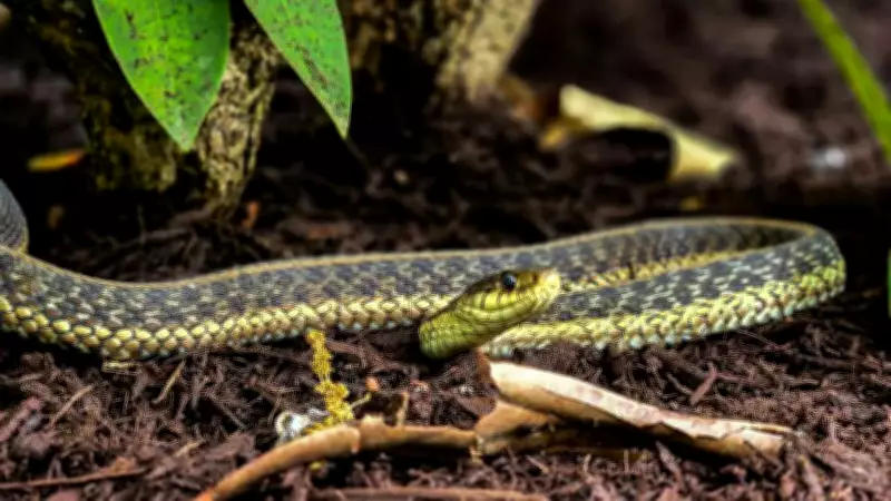 Encountering Snakes in Your Yard: Identification and Safety Tips