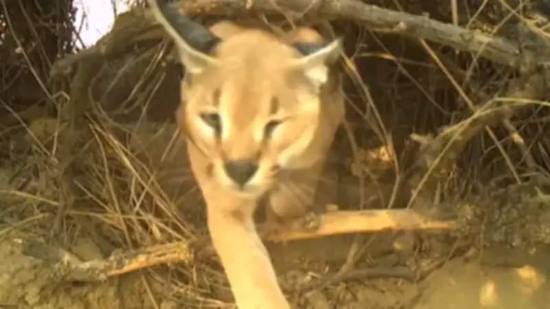 Endangered Caracal Conservation Efforts Underway in Jaisalmer's Shahgarh Region