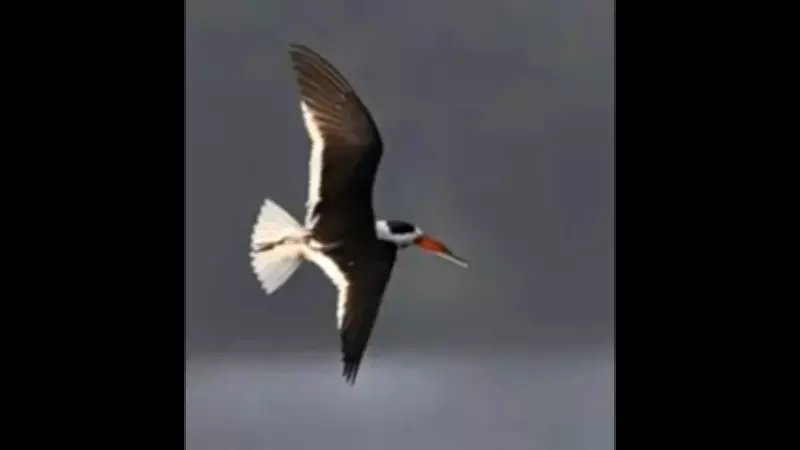 Endangered Indian Skimmer Birds Return to Ganga After 20 Years in Bhagalpur