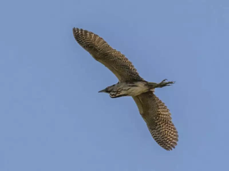 Eurasian Bittern's Booming Call Echoes Across British Wetlands