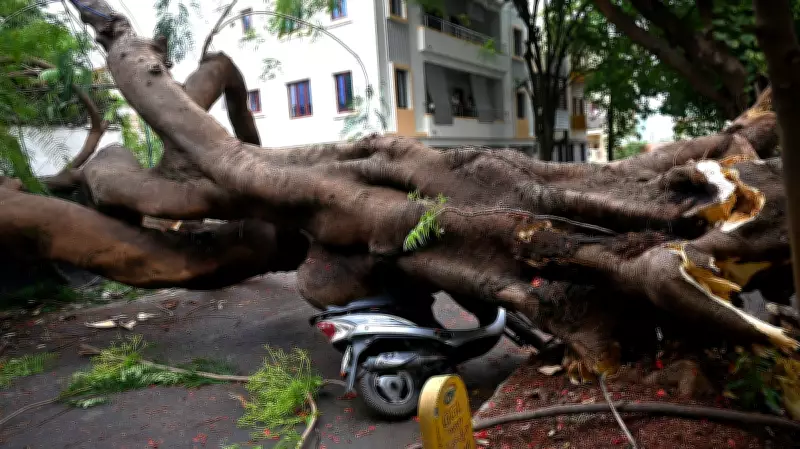 Exotic Trees Most Vulnerable to Toppling in Bengaluru Rains
