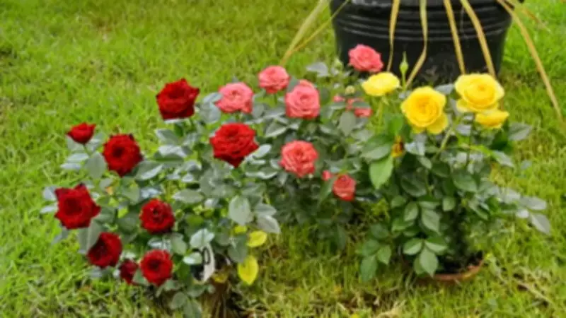 Expert Tips to Keep Hibiscus Blooming Throughout the Year