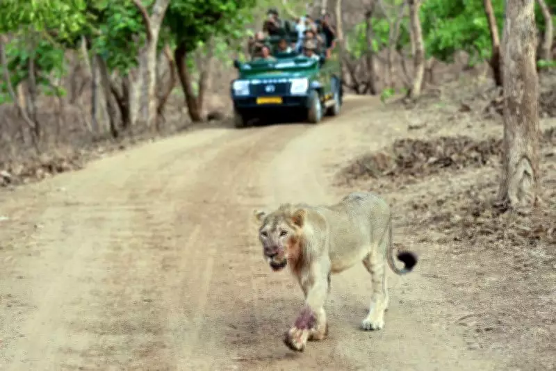 Explainer: What's Behind India's Big Push for the Big Cat Alliance