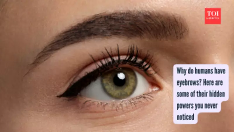 Eyebrows: Evolution's Hidden Tool for Communication and Identity