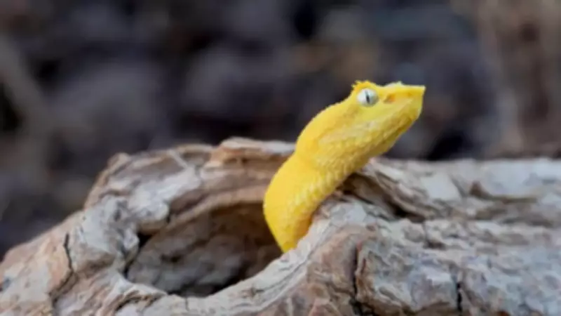 Eyelash Viper: Nature's Most Striking Snake with Rare Scales and Vibrant Colors