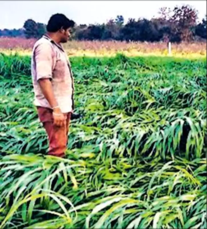 Farm Sector Suicides Decline to 10,546 in 2024, NCRB Data Shows