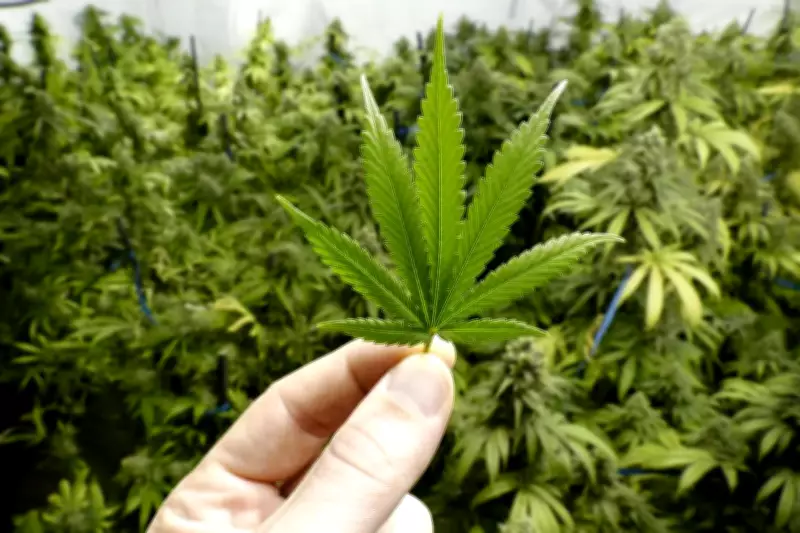 Father-Son Duo Arrested for Cultivating Cannabis in Ooty